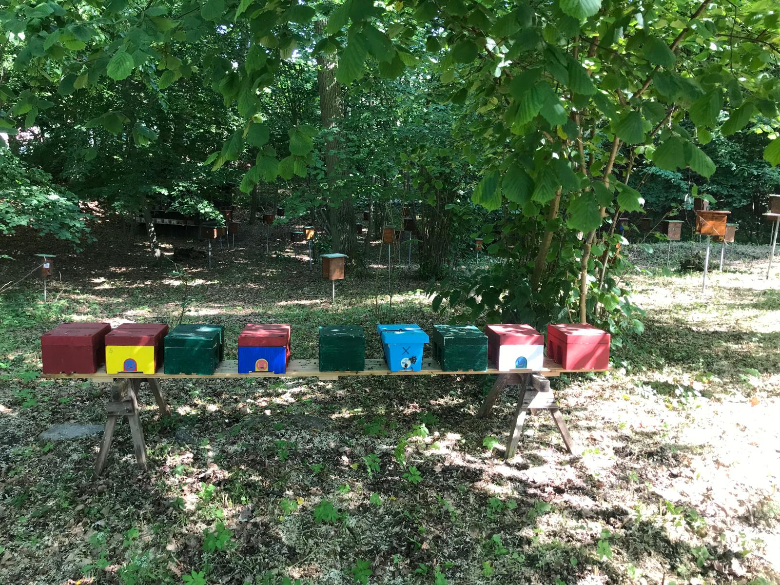 Mehrere Bienenbeuten in bunten Farben im Wald