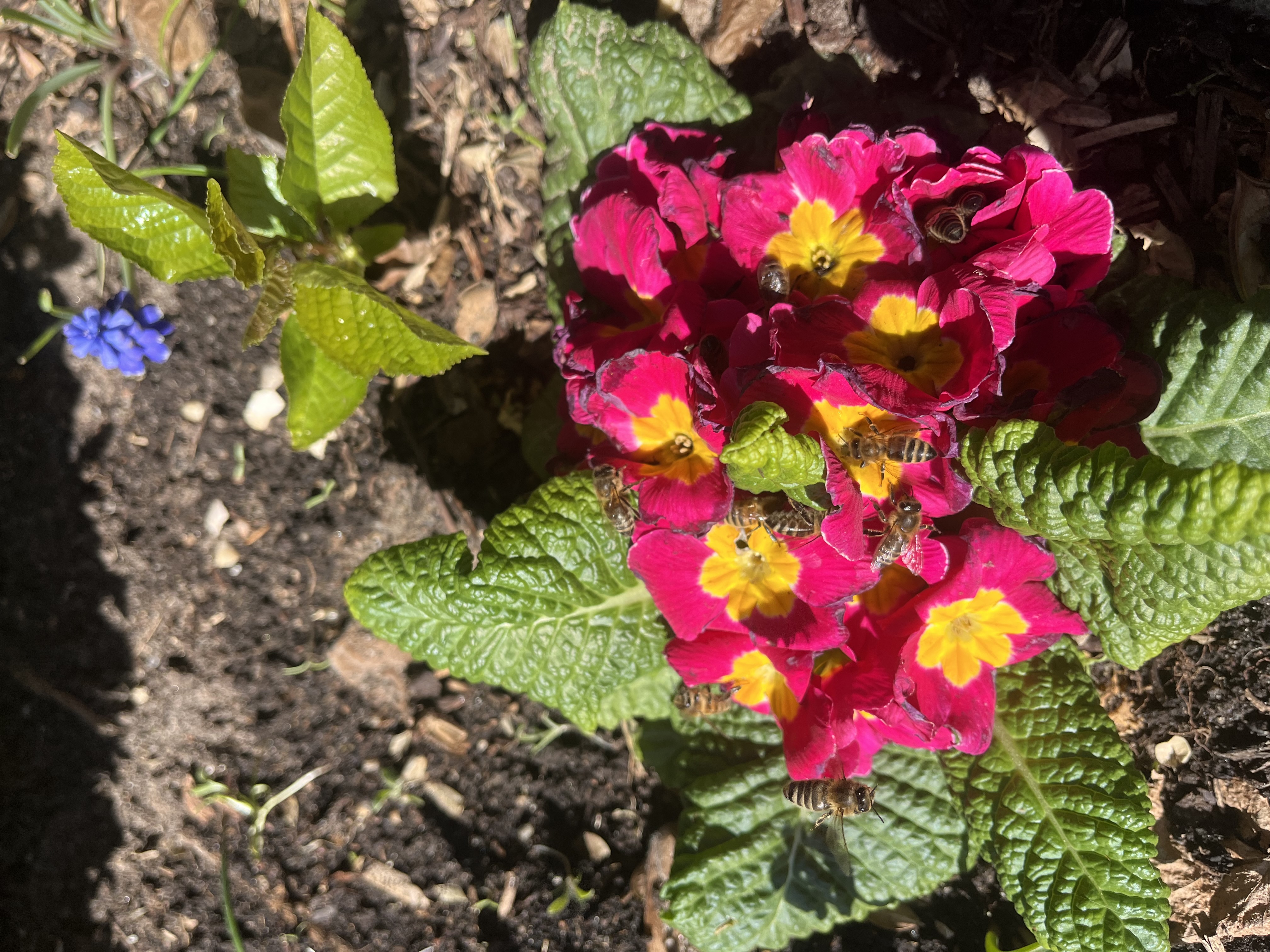 Aufgestellte Beuten im Garten