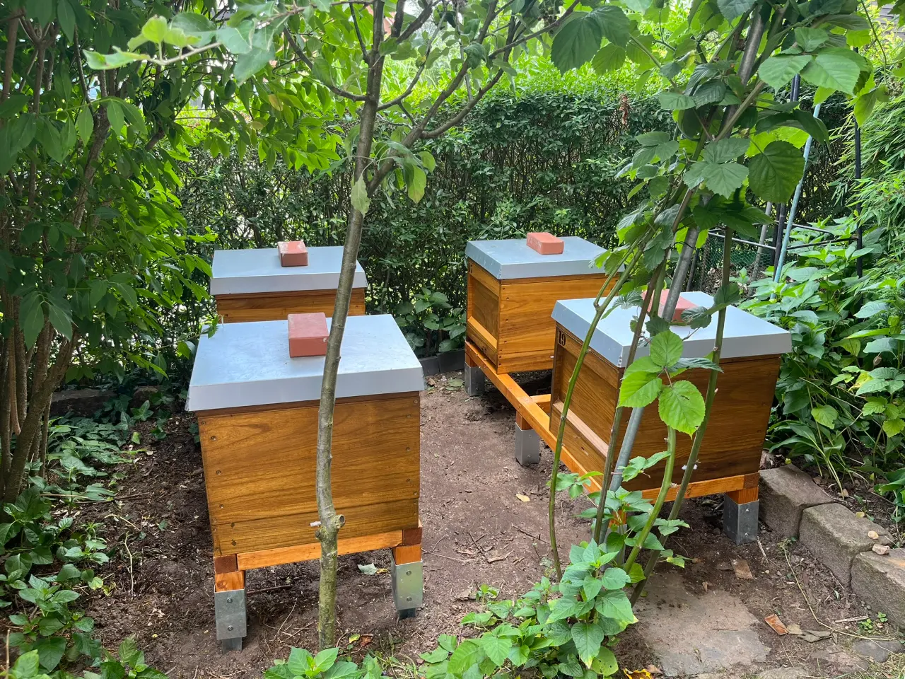 Drei Bienenbeuten auf Gestellen zwischen Bäumen und Sträuchern