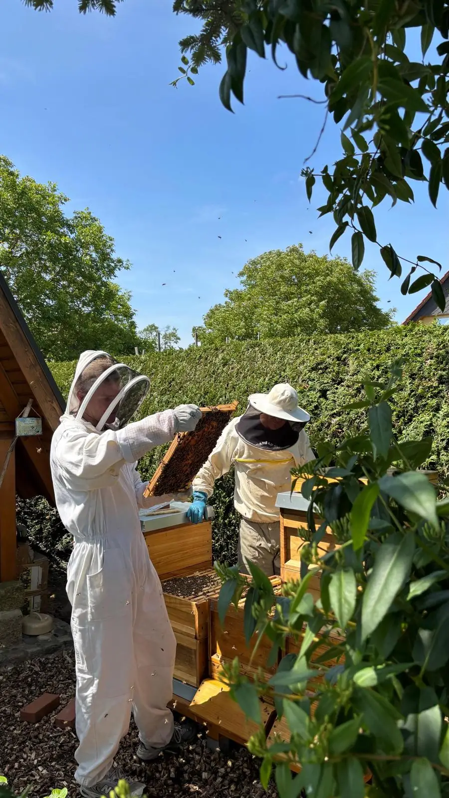 Bosse und Heiko in Schutzkleidung bei der Kontrolle eines Bienenvolks