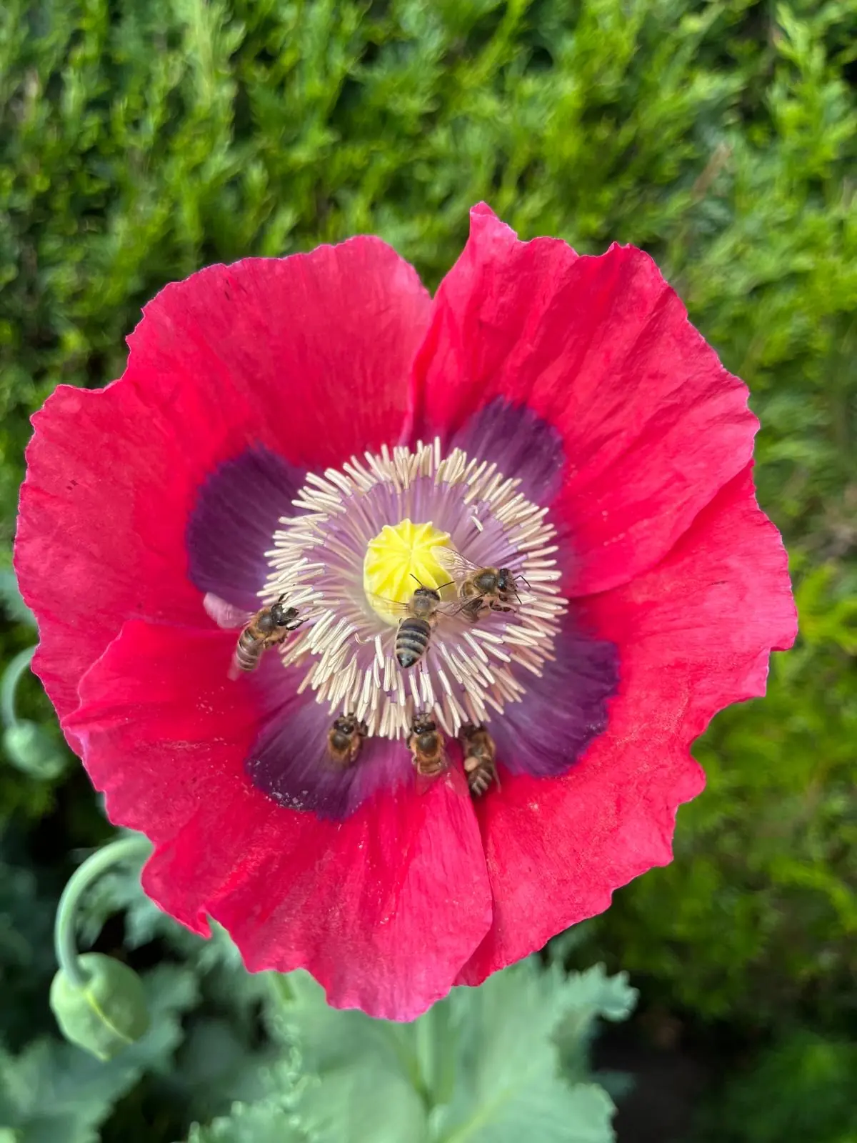 Honigbienen auf einer roten Mohnblüte