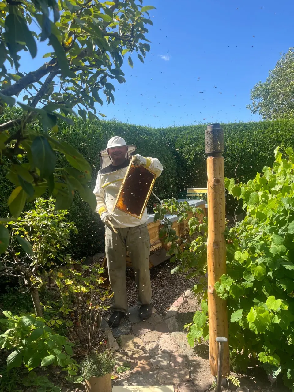 Imker in Schutzkleidung hält eine Wabe am Bienenstand im Garten