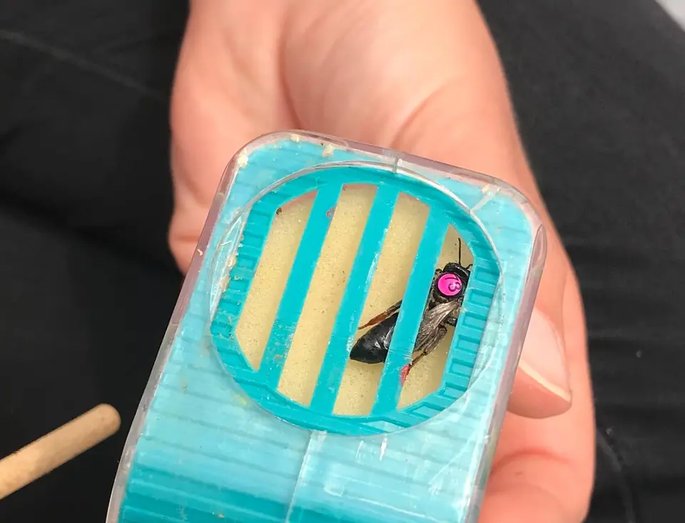 Gezeichnete Bienenkönigin in einem Königinnenkäfig